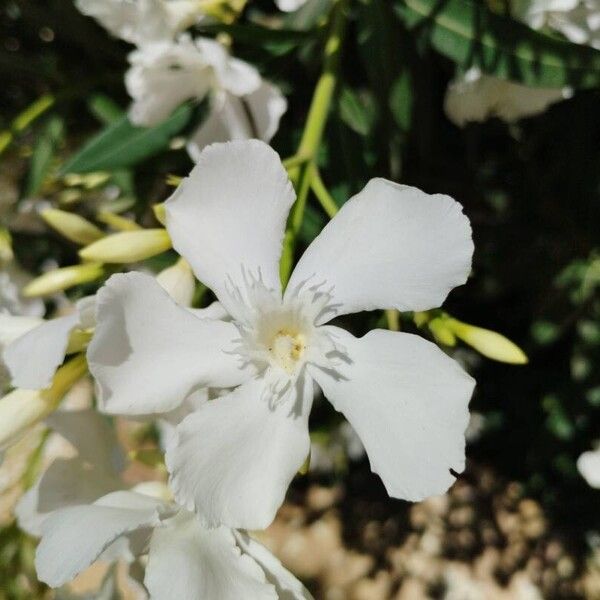 Nerium oleander Blomst