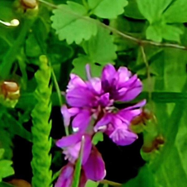 Polygala comosa Lorea