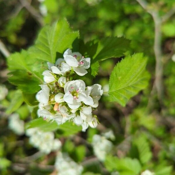 Crataegus coccinea ফুল