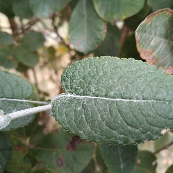 Senecio gossypinus Lapas