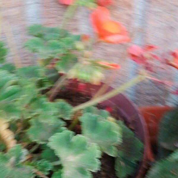 Pelargonium zonale Blomst