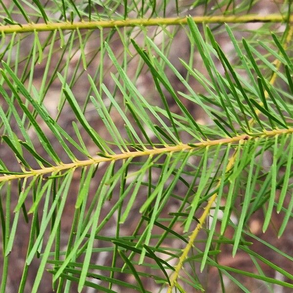 Acacia linifolia Blad