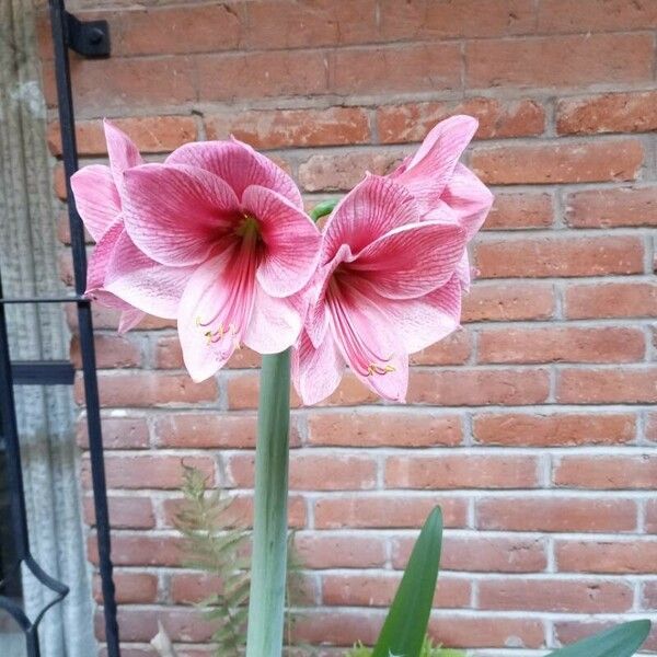 Hippeastrum reginae Flor