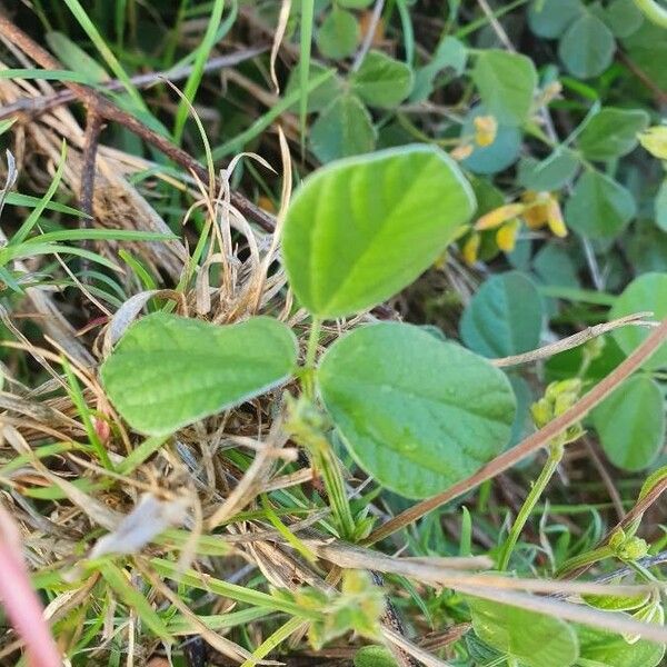 Rhynchosia minima Leaf