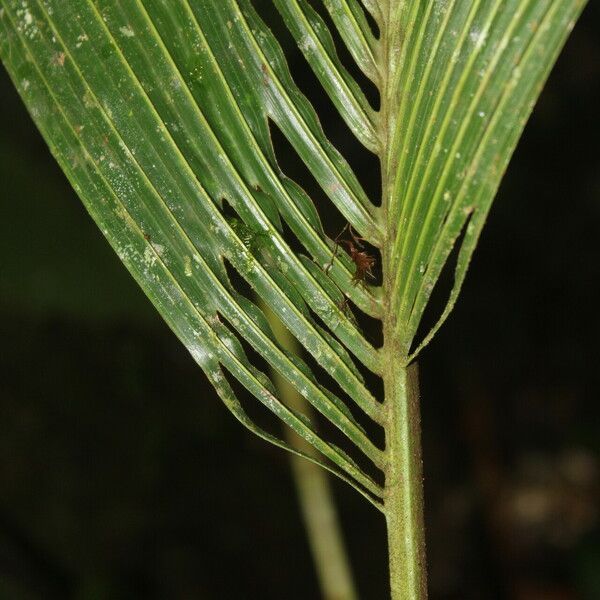 Reinhardtia latisecta Blatt