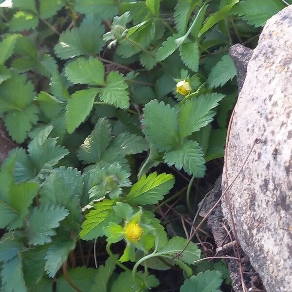 Potentilla indica برگ