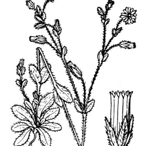 Cerastium brachypetalum 其他