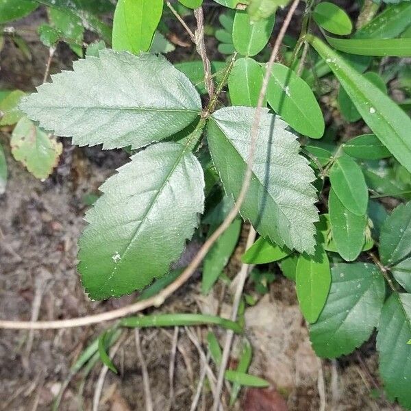 Rubus hispidus Leaf