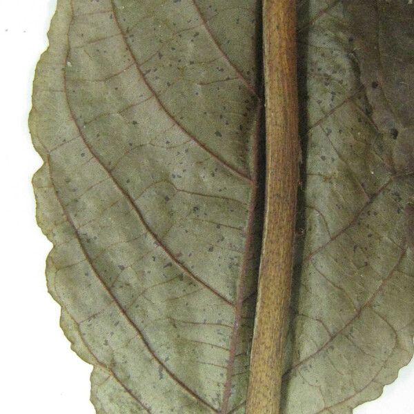 Campomanesia aromatica Muu