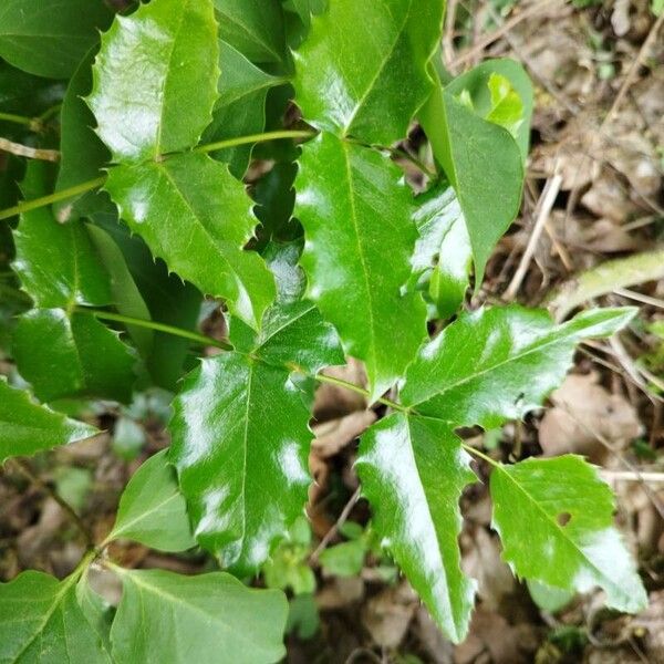 Mahonia aquifolium Φύλλο