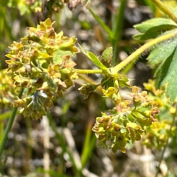 Alchemilla monticola 花