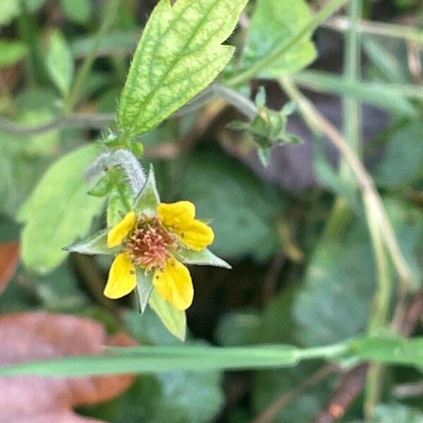 Geum urbanum Flor