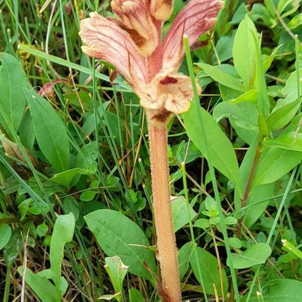 Orobanche alba Hábito