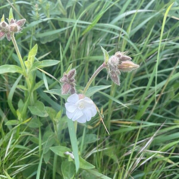 Silene dichotoma 花