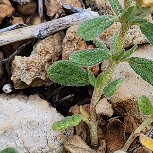 Helianthemum salicifolium Feuille