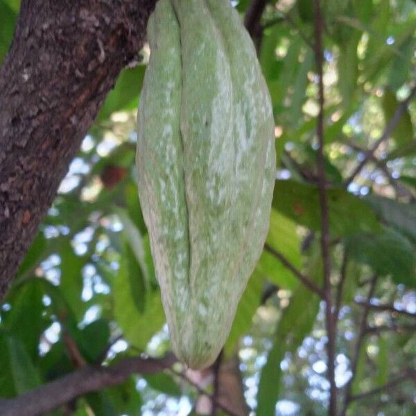 Theobroma cacao Meyve