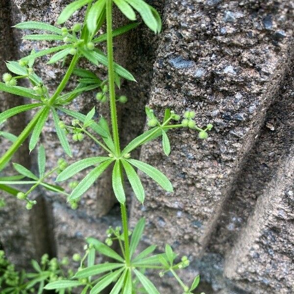 Galium spurium 葉