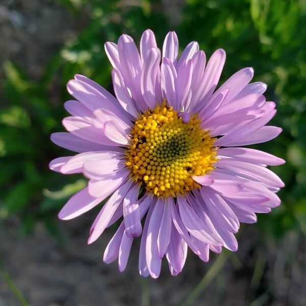 Erigeron peregrinus Fiore