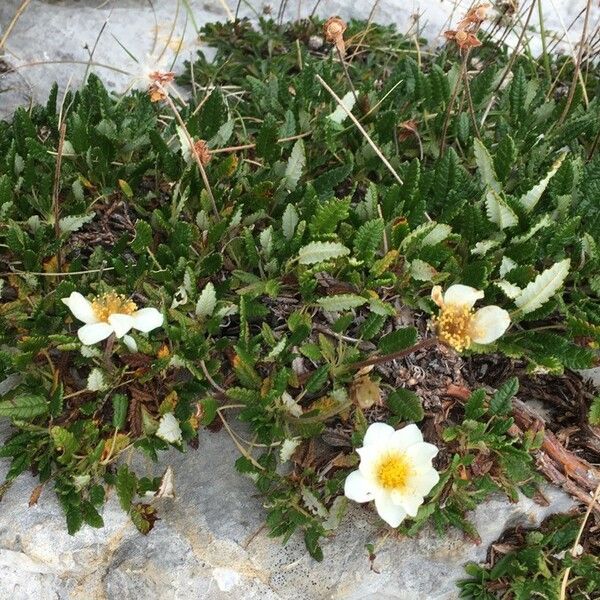 Dryas octopetala Hábito