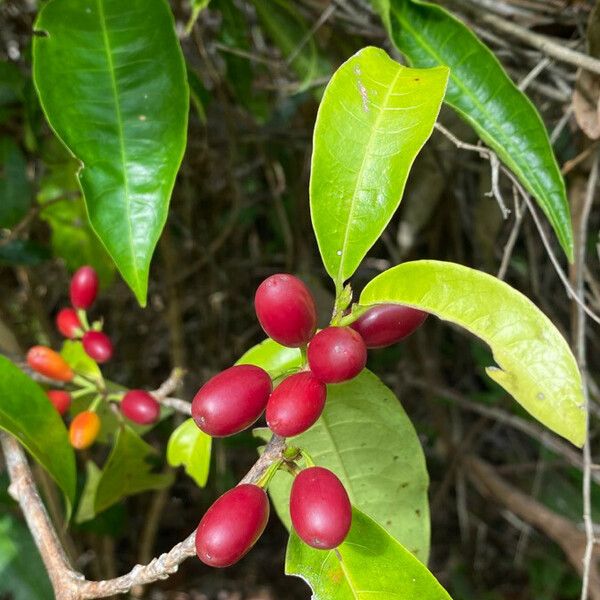 Erythroxylum squamatum Vrucht