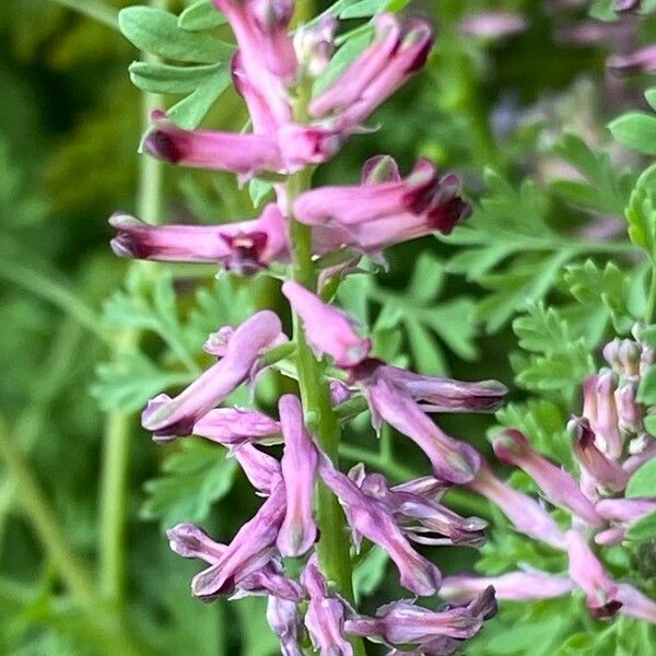 Fumaria officinalis Floro