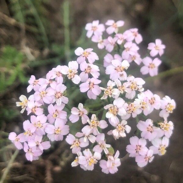 Achillea odorata Kvet