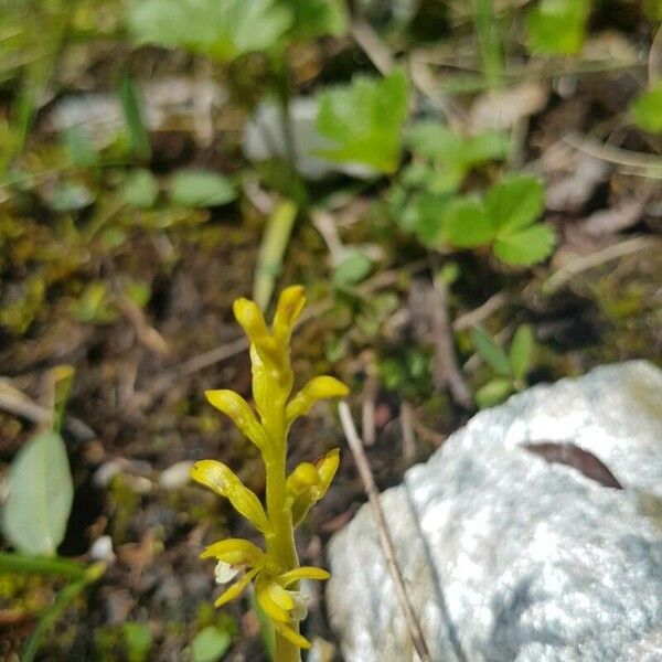 Corallorhiza trifida List