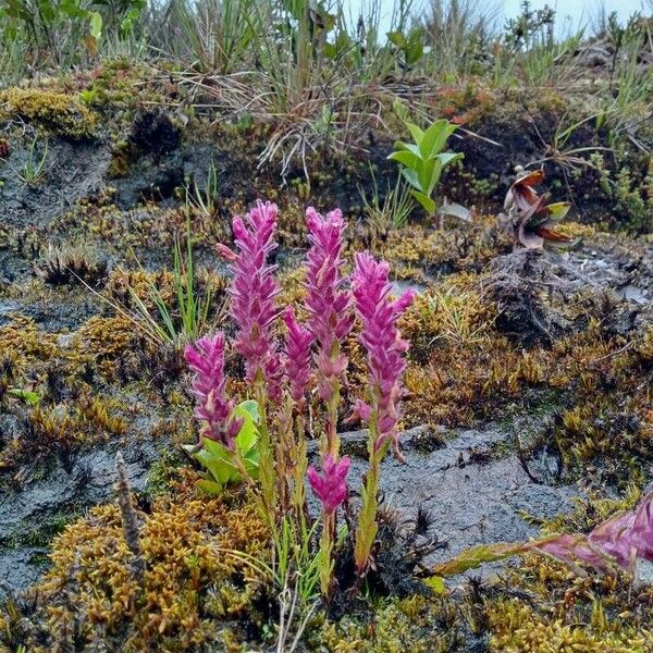 Neobartsia laniflora 形態