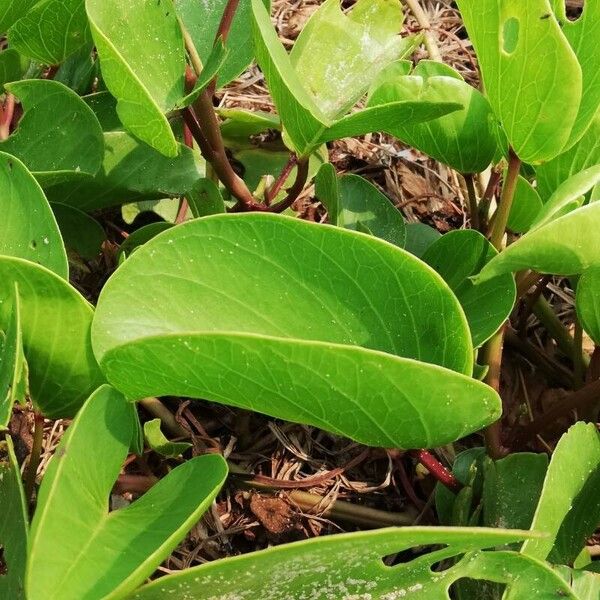 Ipomoea pes-caprae Levél