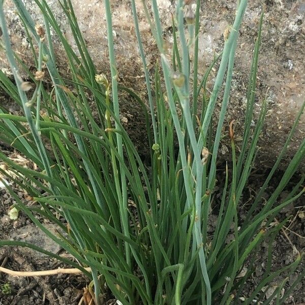 Asphodelus fistulosus Leaf