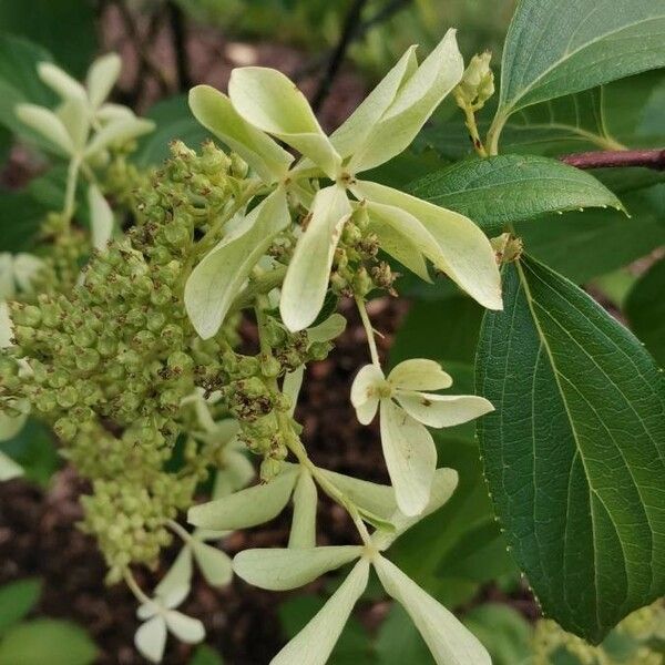 Cornus oblonga 花