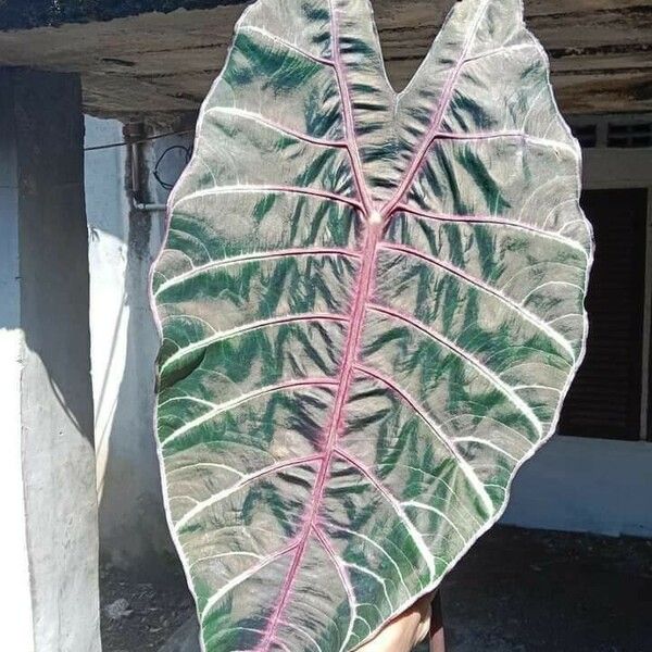 Alocasia longiloba Листок