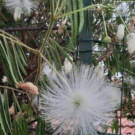 Albizia lebbeck Fleur