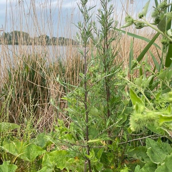 Artemisia vulgaris Blad