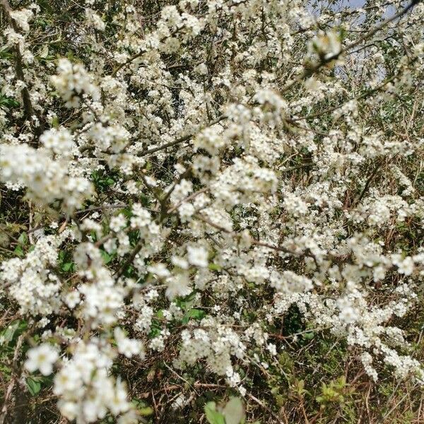 Spiraea thunbergii Цвят