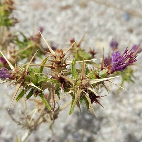 Centaurea calcitrapa Other