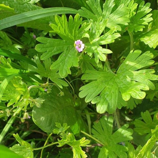 Geranium pusillum 花