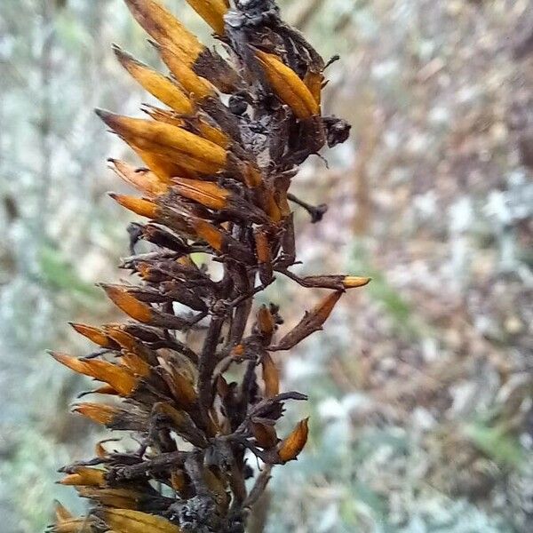 Buddleja davidii Plod