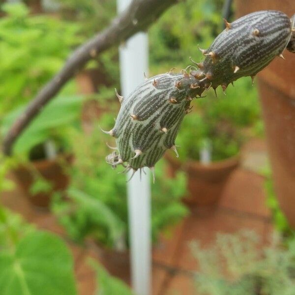 Kleinia pendula Leaf