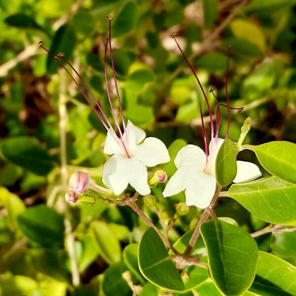 Volkameria inermis Flower