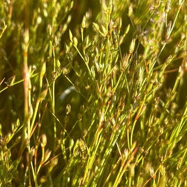 Juncus bufonius Flor