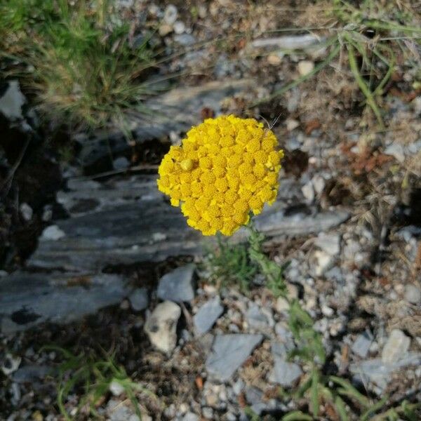 Achillea tomentosa Flor