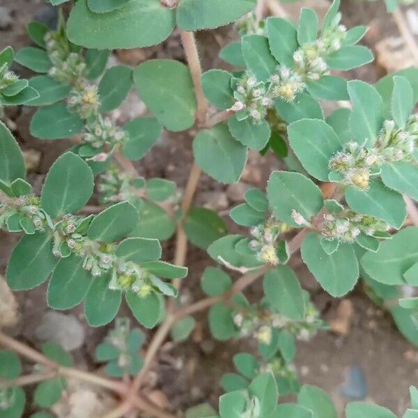 Euphorbia prostrata Листок