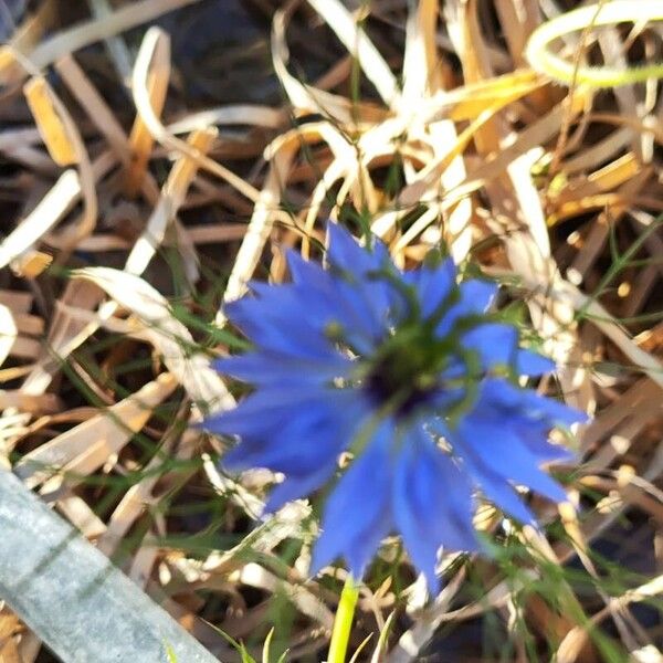 Nigella damascena 花