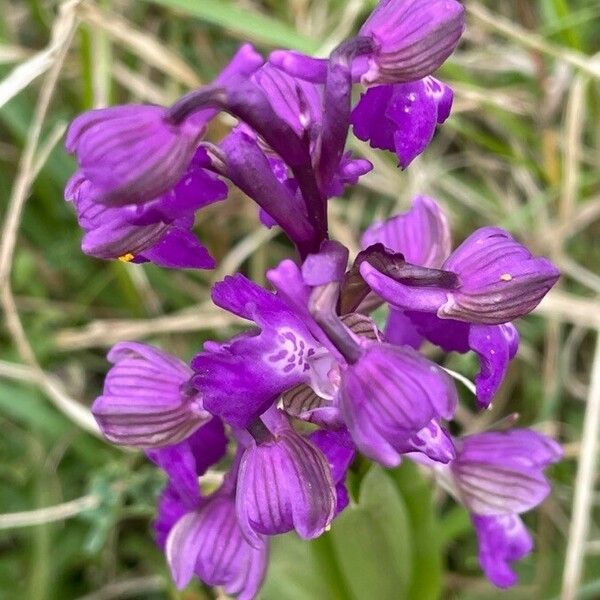 Anacamptis morio 花