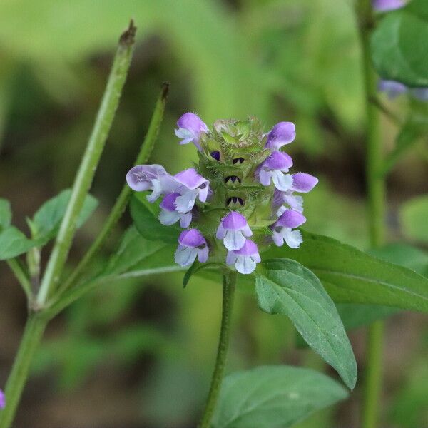 Prunella vulgaris Flower