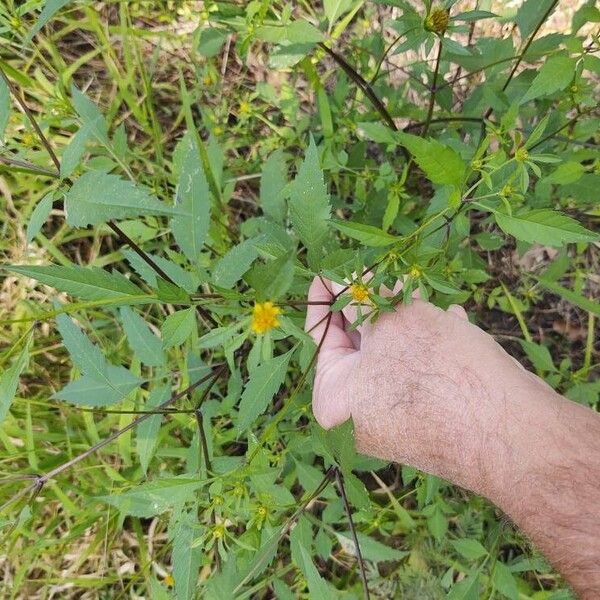 Bidens frondosa Õis