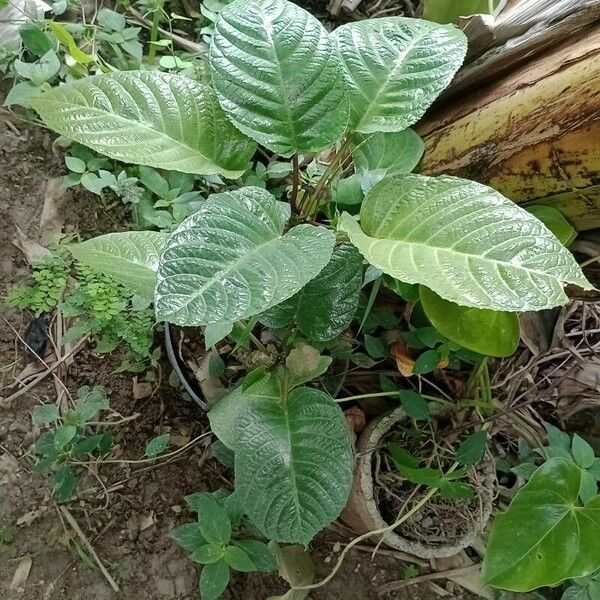 Dorstenia elata Leaf