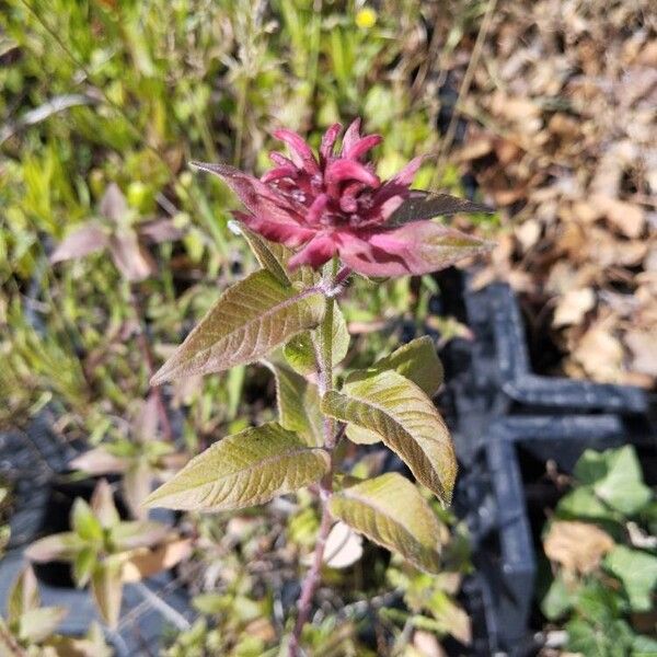 Monarda didyma Цветок