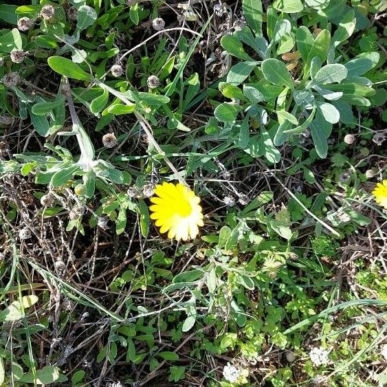 Calendula suffruticosa Cvet